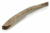 Hadrosaur (Edmontosaurus) Rib Bone - Wyoming #263716-2